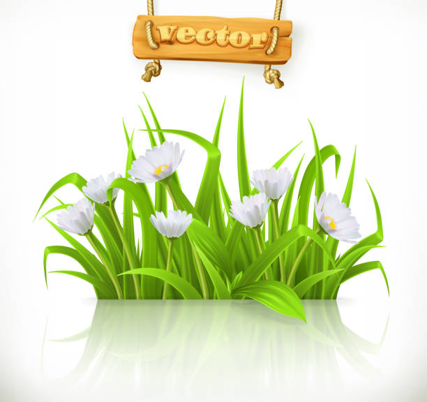 illustrations, cliparts, dessins animés et icônes de herbe de printemps, icône de vecteur 3d - chamomile chamomile plant flower herb