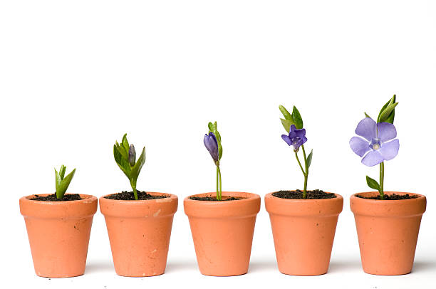 Photograph of pots showing stages of flower development stock photo