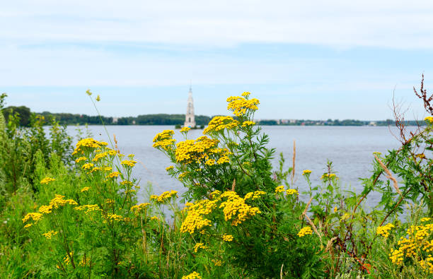thickets of flowering tansy on shore of uglich reservoir - grass church flood landscape imagens e fotografias de stock