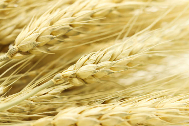 istock Macro of Group Background brown dry grass on white background 924012268