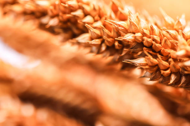istock Close up of group brown blur dry grass on white background 924012354