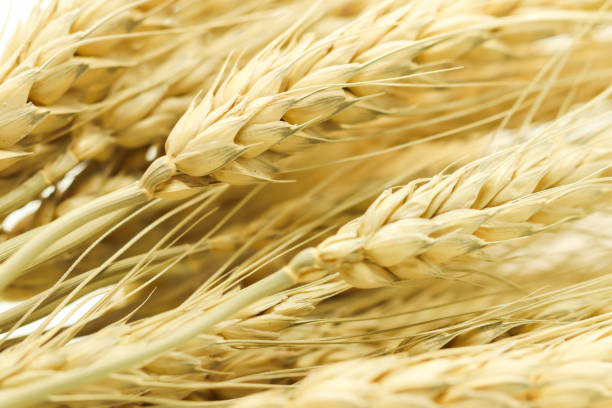 istock Closeup of Group Background brown dry grass on white background 924012516