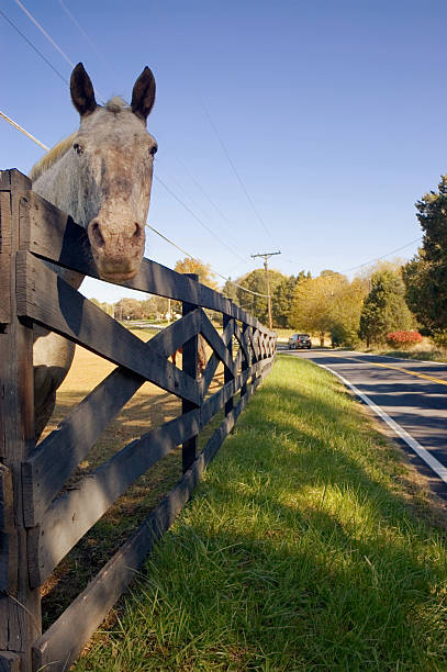 Horse Peering Over Fence stock photo