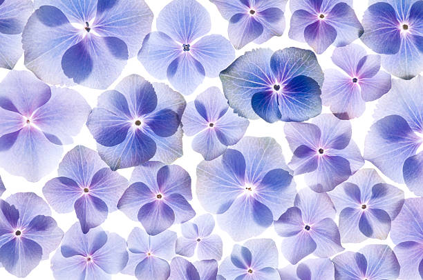 istock Spring flowers background In purple 92401416