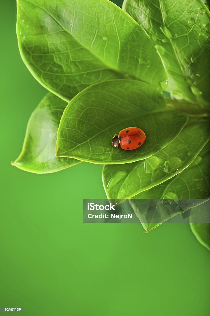 Marienkäfer sitzt auf einer grünen Blatt. - Lizenzfrei Bildhintergrund Stock-Foto