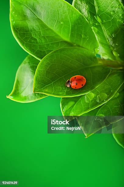Marienkäfer Sitzt Auf Einer Grünen Blatt Stockfoto und mehr Bilder von Bildhintergrund - Bildhintergrund, Biologie, Blatt - Pflanzenbestandteile