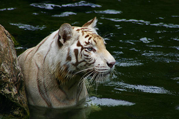 White Tiger Diet