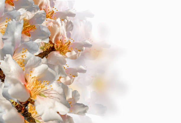 almonds tree flowers macro spring background isolated in white color