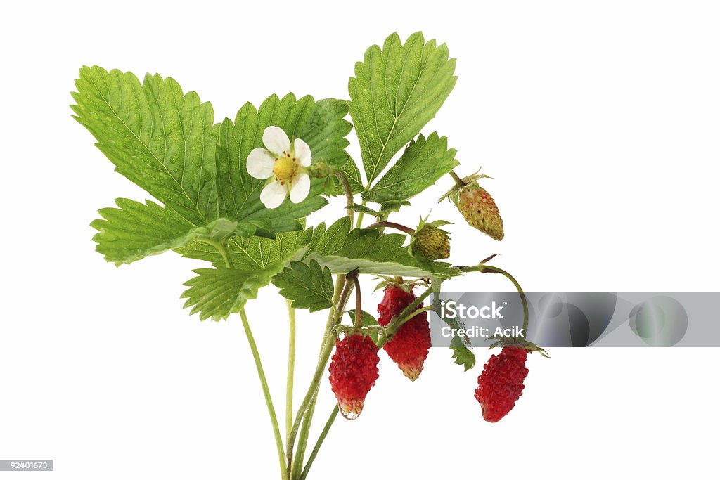 Wilde Erdbeeren - Lizenzfrei Freisteller – Neutraler Hintergrund Stock-Foto