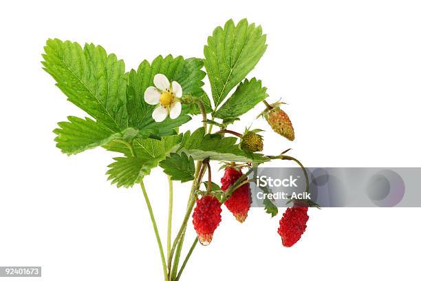 Wilde Erdbeeren Stockfoto und mehr Bilder von Freisteller – Neutraler Hintergrund - Freisteller – Neutraler Hintergrund, Wald-Erdbeere, Baumblüte