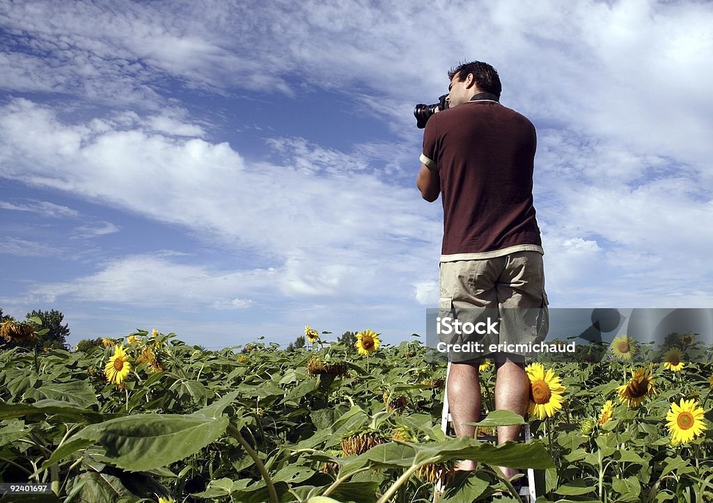 Fotógrafo en un campo de girasol - Foto de stock de Campo - Tierra cultivada libre de derechos