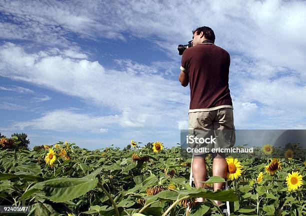 Fotógrafo En Un Campo De Girasol Foto de stock y más banco de imágenes de Campo - Tierra cultivada - Campo - Tierra cultivada, Girasol, Personas