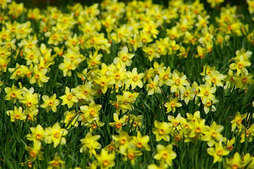 daffodils in the spring garden. Spring flowers background.d