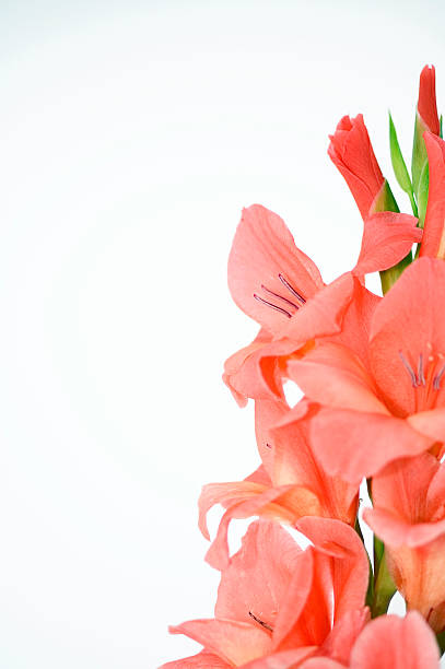 naranja gladiolo - gladiolus single flower isolated tropical climate fotografías e imágenes de stock
