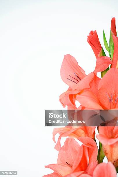 Laranja Gladíolo - Fotografias de stock e mais imagens de Beleza - Beleza, Botânica - Ciência de plantas, Cabeça de Flor