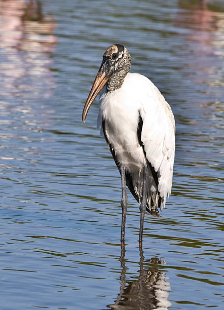 istock Woodstork in the water. 92401836