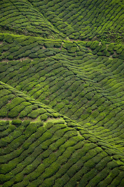 istock Tea fields of the Cameron Highlands 92401933