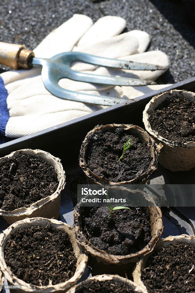 As plantas de Tomate - Royalty-free Ao Ar Livre Foto de stock