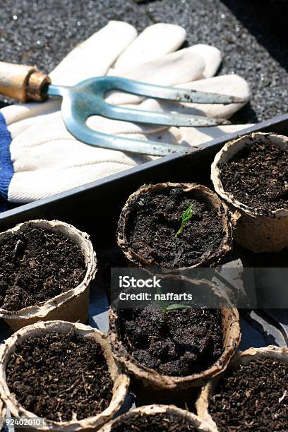 As Plantas De Tomate - Fotografias de stock e mais imagens de Ao Ar Livre - Ao Ar Livre, Cor verde, Forquilha - Equipamento de Jardinagem