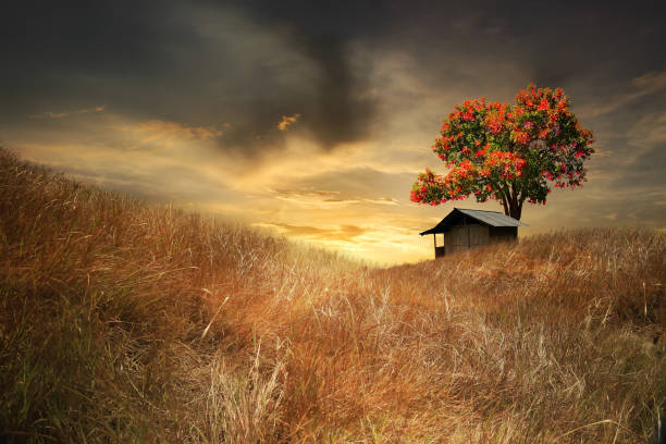 a mood in a countryside