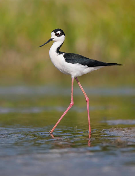istock Black Necked Stilt in perfect pose 92402032