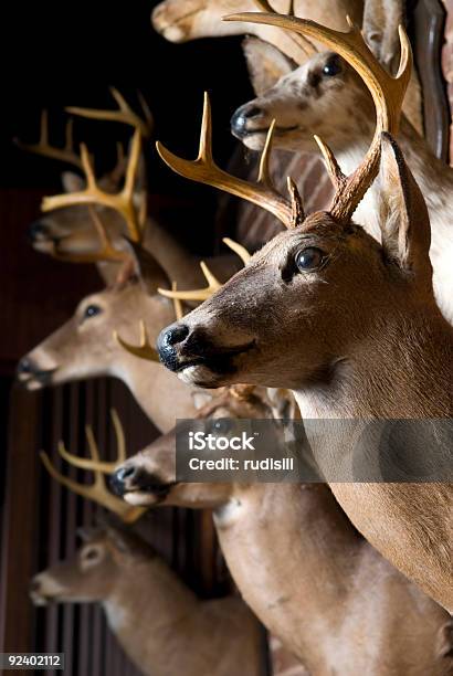 Buck Hirschköpfe Stockfoto und mehr Bilder von Bock - Männliches Tier - Bock - Männliches Tier, Farbbild, Fotografie