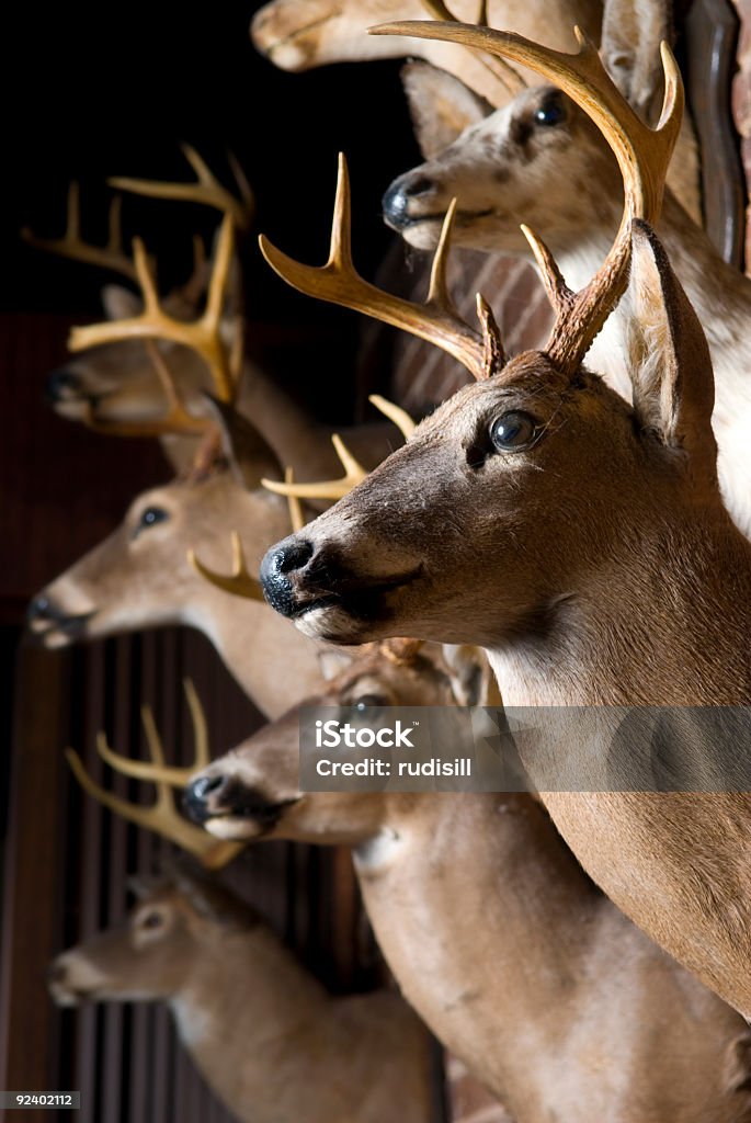 Deer cabezales de reductor - Foto de stock de Animal libre de derechos