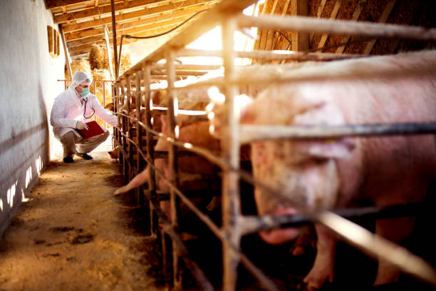 istock Pig vet with notes examining pigs at pigsty. 924022308
