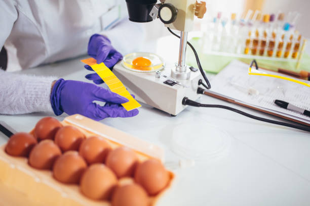 istock Quality control expert inspecting at chicken eggs in the laboratory 924023666