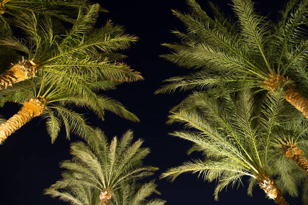 istock Palm trees at night sky background with stars, Egypt resort 924024392