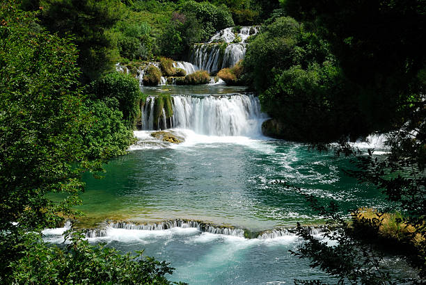 forest, creek, nature, power, root