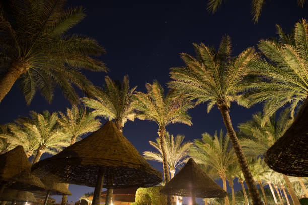 istock Palm trees at sky background in night beach resort 924026488