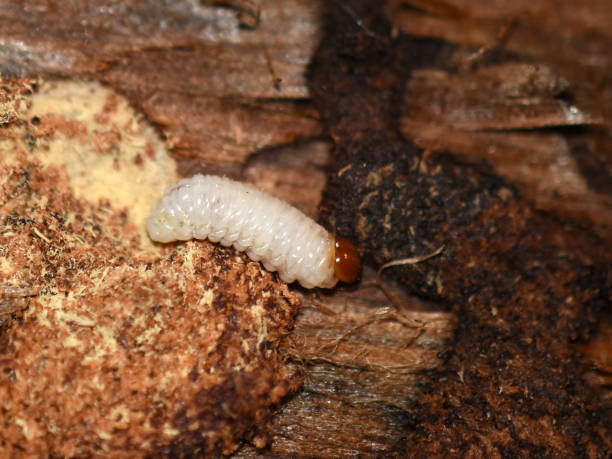 istock Rhagium larvae on wood 924026798