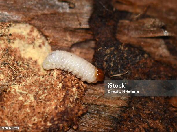 Rhagium Larvae On Wood Stock Photo - Download Image Now - Animal, Arthropod, Beetle