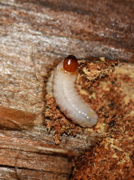 istock Rhagium larvae on wood 924026892