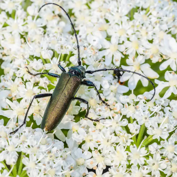 Very large beetle with long mustaches sits on the inflorescence of the cow grouse
