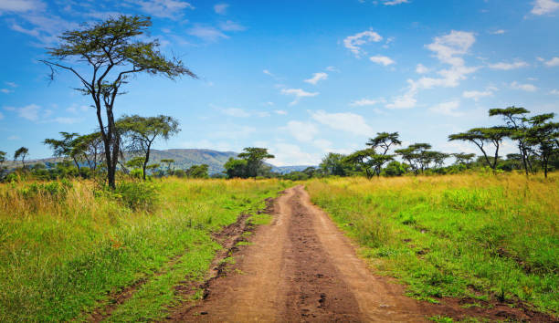 Empty rough road in Akagera national park Empty rough road in Akagera national park in Rwanda akagera national park stock pictures, royalty-free photos & images