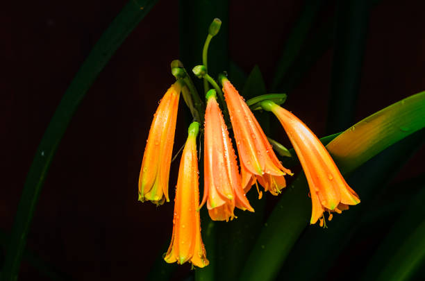 flores da clivia - kaffir lily - fotografias e filmes do acervo