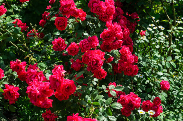 istock Rose bush on flowerbed in the park 924027878