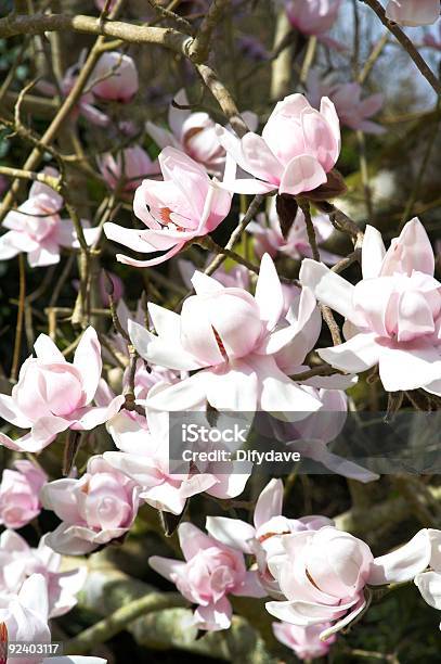 Flor De Magnolia Foto de stock y más banco de imágenes de Abril - Abril, Aire libre, Brote