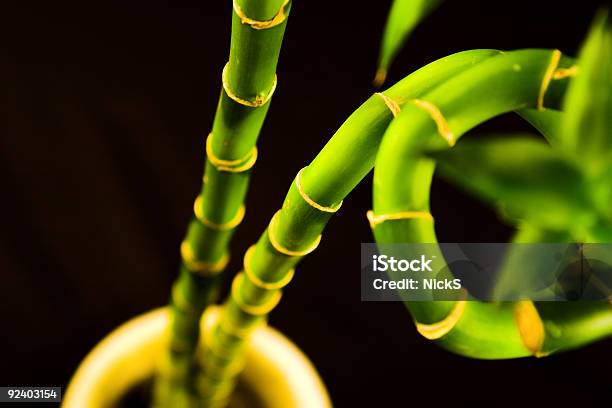 Crecimiento De Bambú Foto de stock y más banco de imágenes de Abstracto - Abstracto, Bambú - Familia de la Hierba, Bambú de la suerte