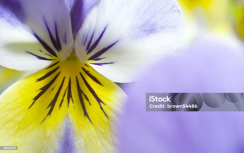 Yellow and Blue Pansy  Autumn Stock Photo