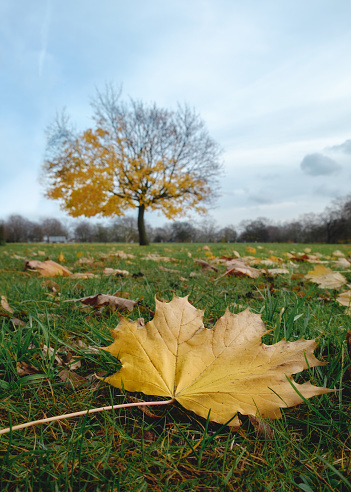 Yellow leaf in the foreground and tree in the background in the park, West Ham Park, London