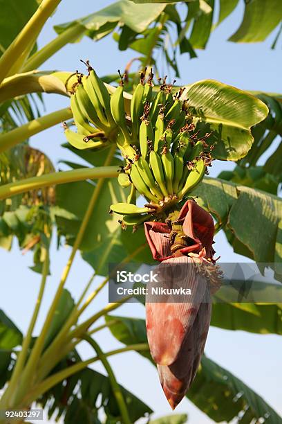 Banana Flower I Pęk - zdjęcia stockowe i więcej obrazów Ameryka Łacińska - Ameryka Łacińska, Banan, Bez ludzi