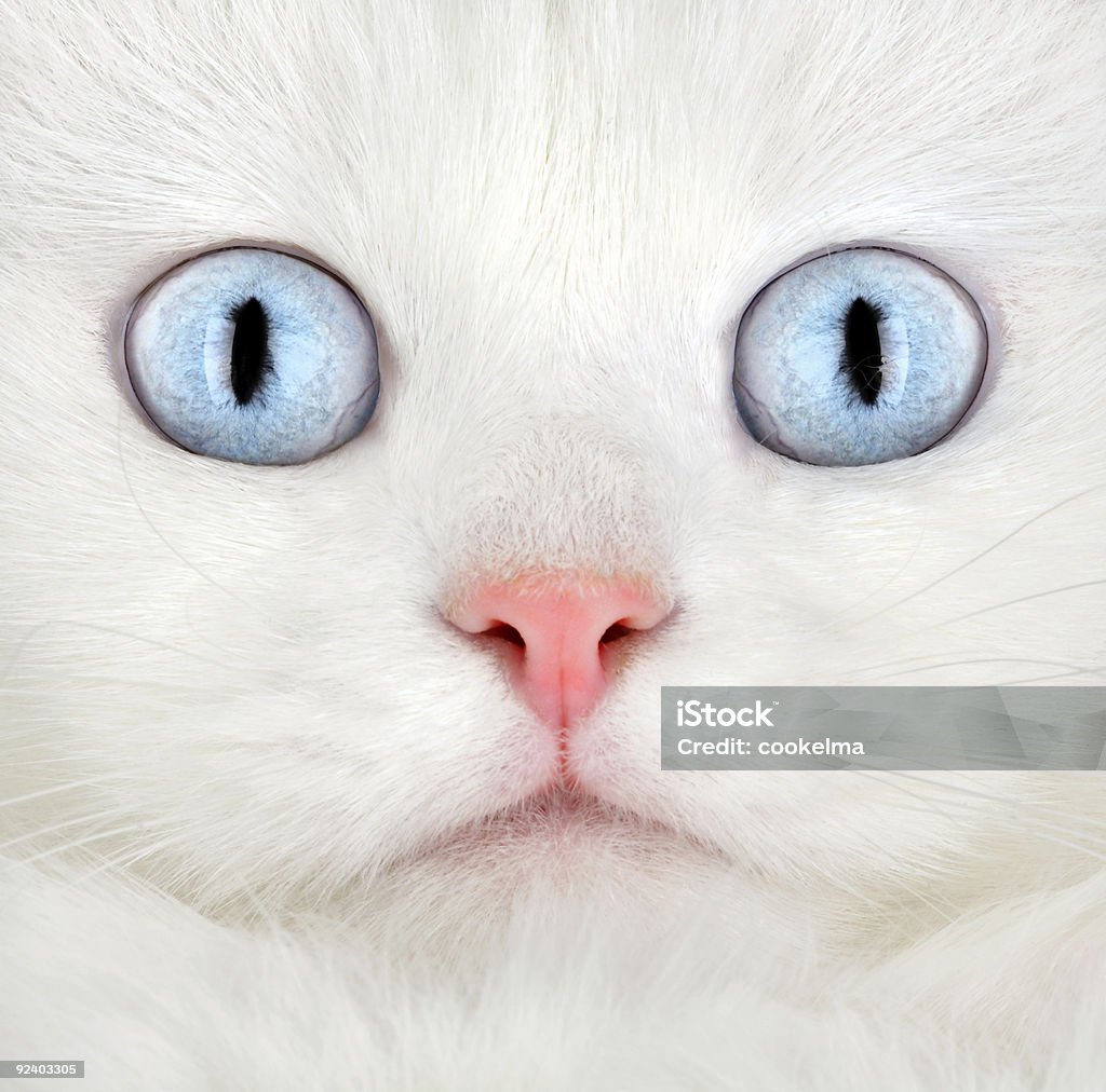 Portrait of a white kitten  Animal Stock Photo
