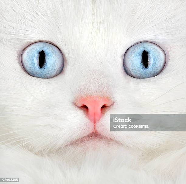 Portrait Of A White Kitten Stock Photo - Download Image Now - Animal, Animal Whisker, Blue