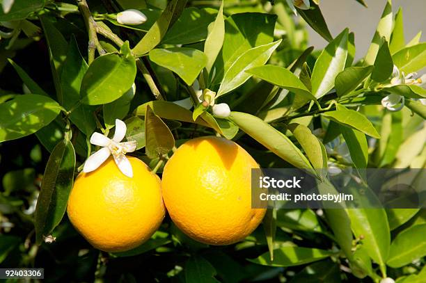 Orange Blossoms 4 Stock Photo - Download Image Now - Agriculture, Blossom, Citrus Fruit