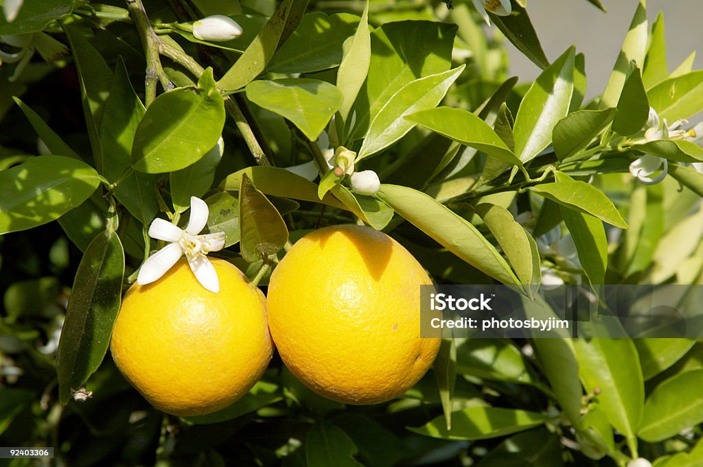 Flores laranja 4 - Royalty-free Agricultura Foto de stock