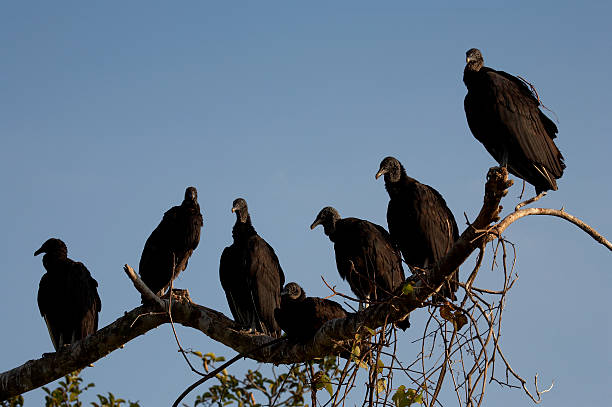 Vultures roosting  vulture stock pictures, royalty-free photos & images