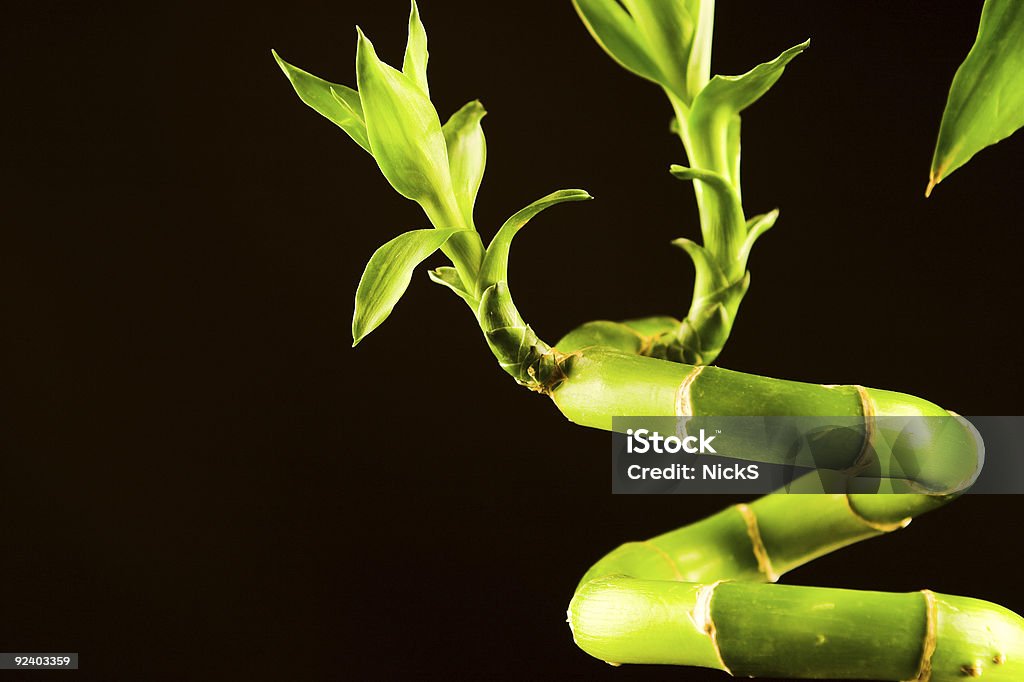 Crescita-bambù - Foto stock royalty-free di Astratto